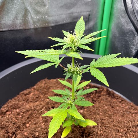 Apple Fritter Automatic growlog timeline photo
