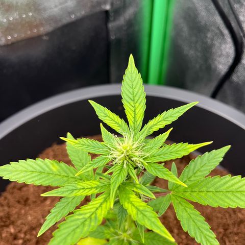 Apple Fritter Automatic growlog timeline photo