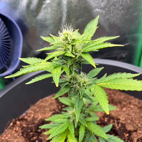Apple Fritter Automatic growlog timeline photo