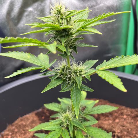 Apple Fritter Automatic growlog timeline photo