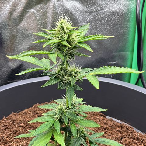 Apple Fritter Automatic growlog timeline photo