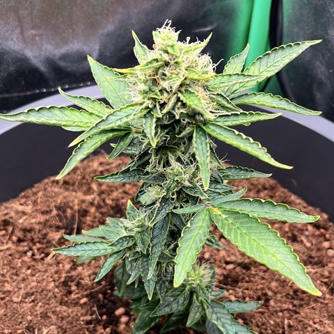 Apple Fritter Automatic growlog timeline photo
