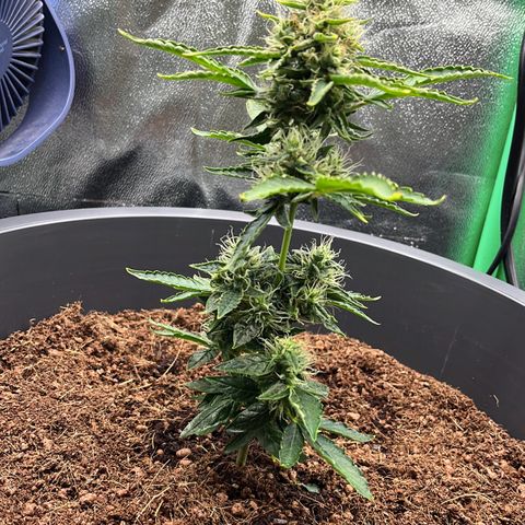 Apple Fritter Automatic growlog timeline photo