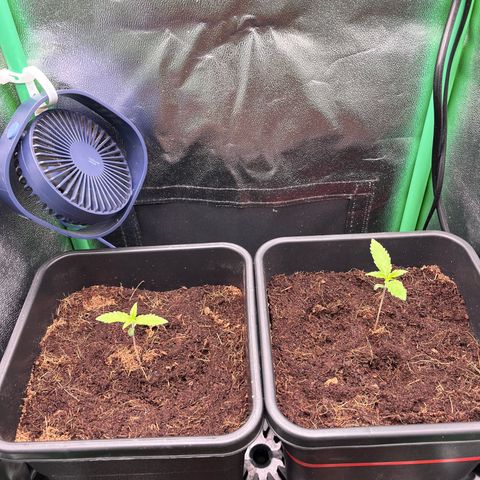 Green Poison  growlog timeline photo