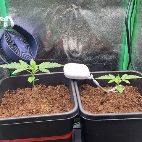 Green Poison  growlog timeline photo
