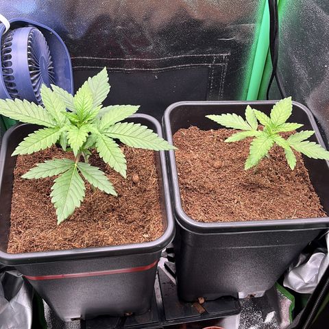 Green Poison  growlog timeline photo