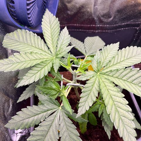 Green Poison  growlog timeline photo