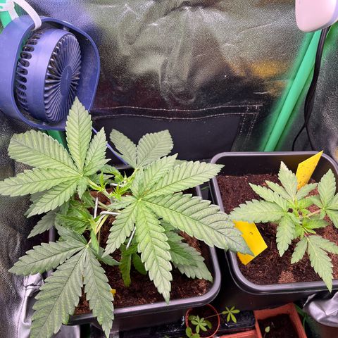 Green Poison  growlog timeline photo