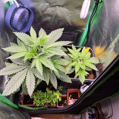 Green Poison  growlog photo: LST im vollen Gang 
Nächste Woche wird ein Netz gespannt.
.
LST in full swing
A net will be installed next week