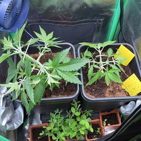 Green Poison  growlog photo: LST im vollen Gang 
Nächste Woche wird ein Netz gespannt.
.
LST in full swing
A net will be installed next week