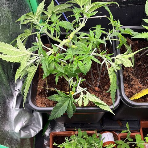 Green Poison  growlog timeline photo