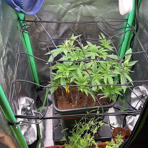 Green Poison  growlog timeline photo
