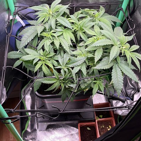 Green Poison  growlog timeline photo