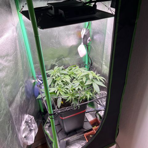 Green Poison  growlog timeline photo