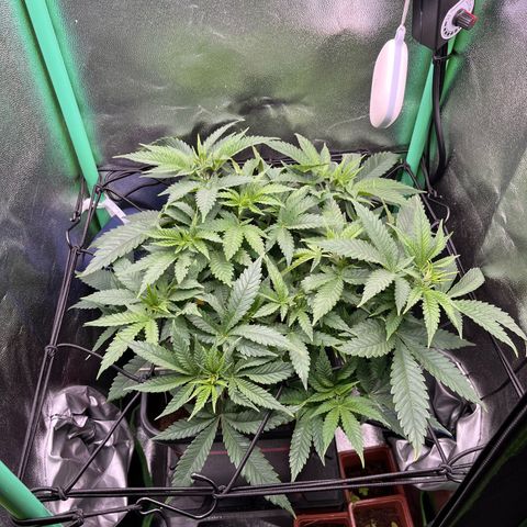 Green Poison  growlog timeline photo
