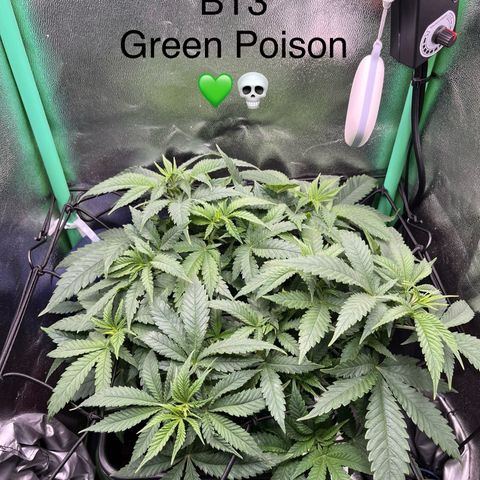 Green Poison  growlog timeline photo