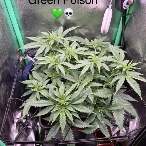 Green Poison  growlog timeline photo