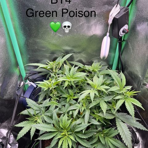 Green Poison  growlog timeline photo