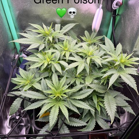 Green Poison  growlog timeline photo