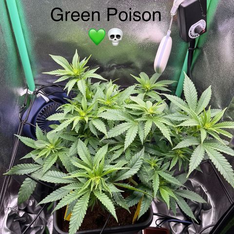 Green Poison  growlog timeline photo