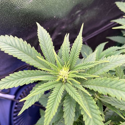Green Poison  growlog timeline photo