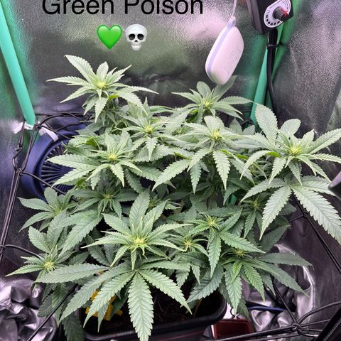 Green Poison  growlog timeline photo