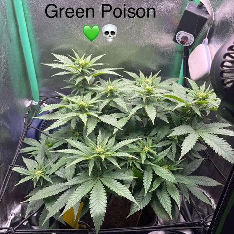 Green Poison  growlog timeline photo
