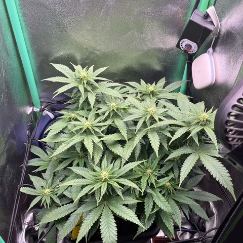 Green Poison  growlog timeline photo