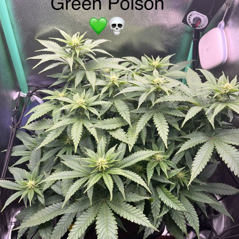 Green Poison  growlog timeline photo