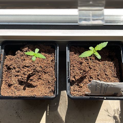 Northern Light growlog timeline photo
