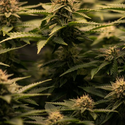 Green Poison  growlog timeline photo