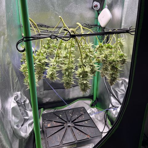 Green Poison  growlog timeline photo