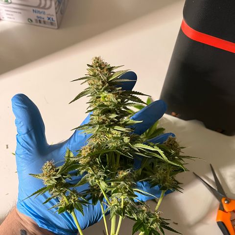 Green Poison  growlog timeline photo