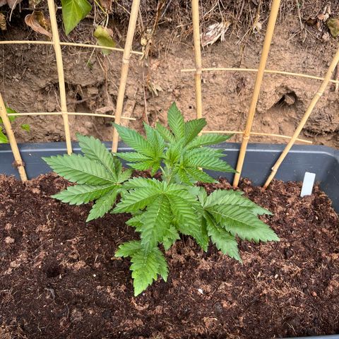 Northern Light growlog timeline photo