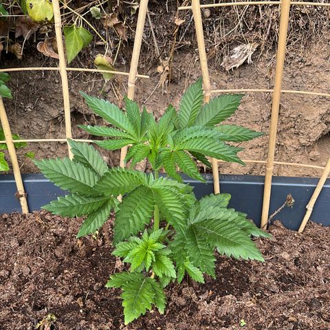 Northern Light growlog timeline photo