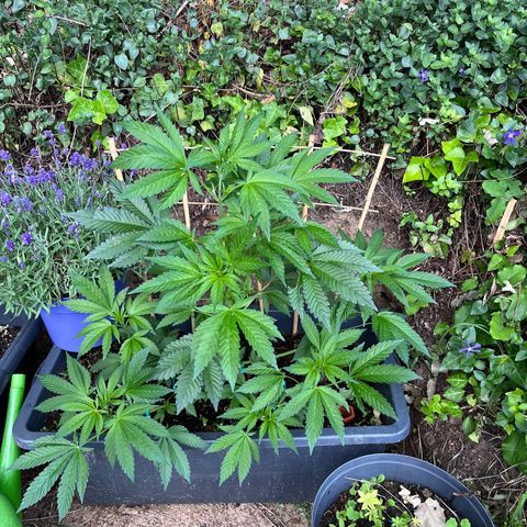 Northern Light growlog timeline photo
