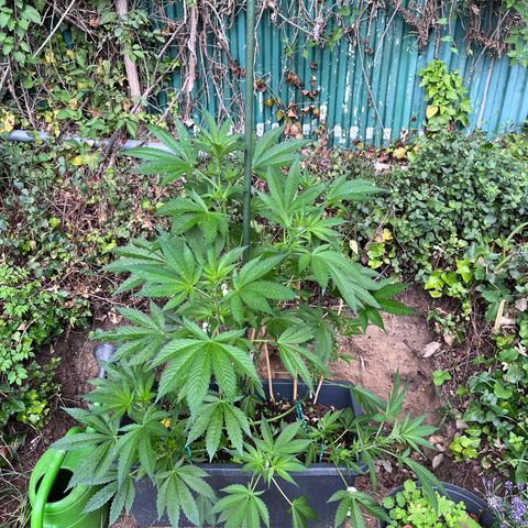 Northern Light growlog timeline photo