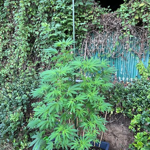 Northern Light growlog timeline photo
