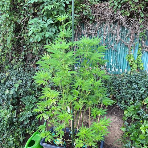 Northern Light growlog timeline photo