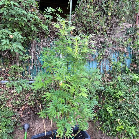 Northern Light growlog timeline photo