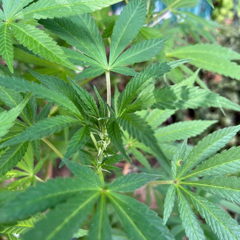 Northern Light growlog timeline photo