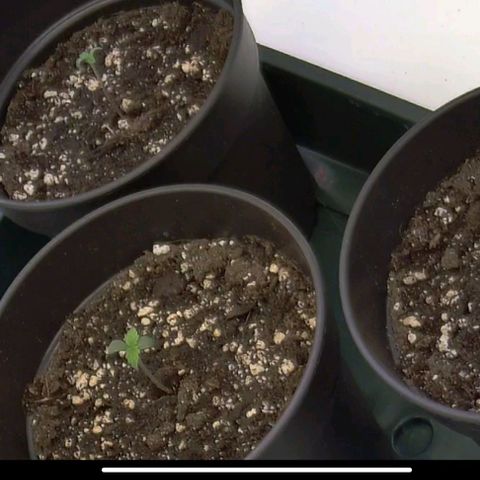 Blue Monster Automatic growlog timeline photo
