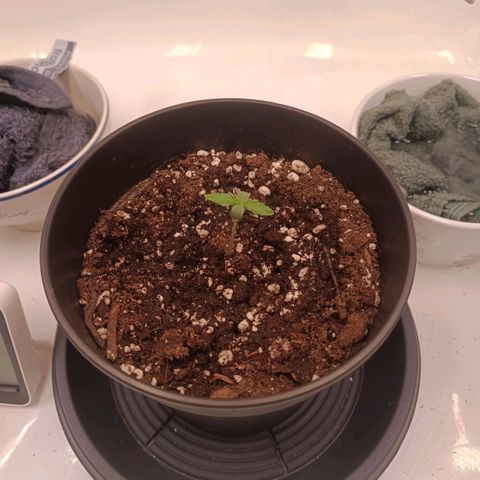 Blue Monster Automatic growlog timeline photo