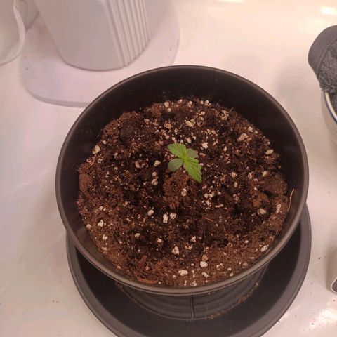 Blue Monster Automatic growlog timeline photo