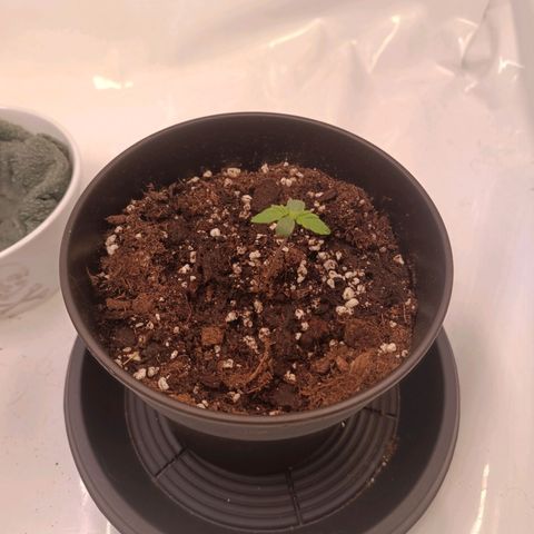 Blue Monster Automatic growlog timeline photo