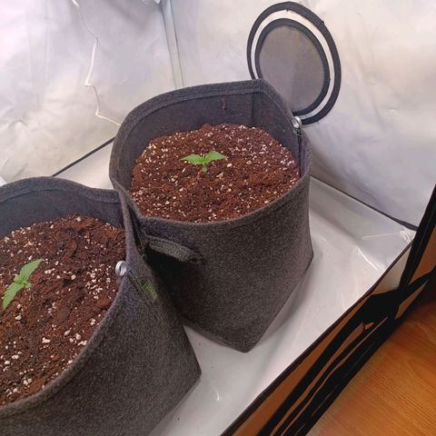 Blue Monster Automatic growlog timeline photo
