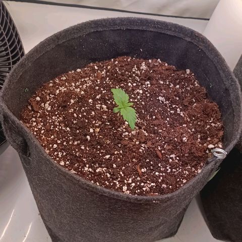 Blue Monster Automatic growlog timeline photo