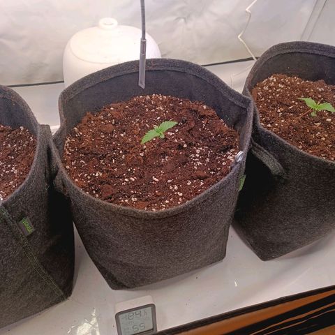 Blue Monster Automatic growlog timeline photo
