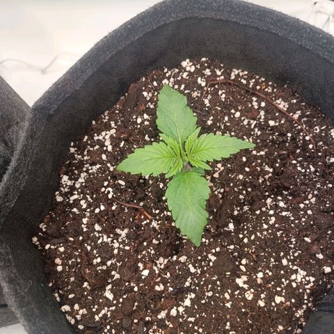 Blue Monster Automatic growlog timeline photo