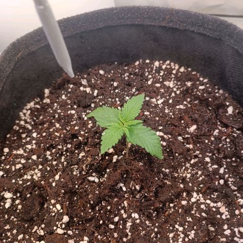 Blue Monster Automatic growlog timeline photo